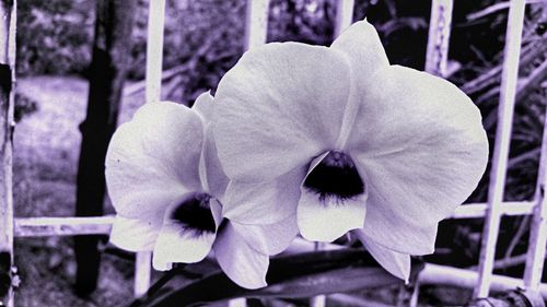 Close-up of flowers blooming outdoors