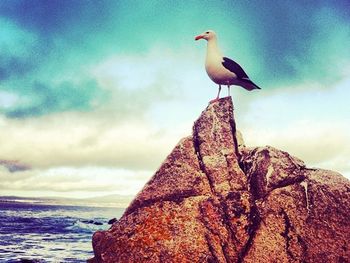 Seagull perching on rock against cloudy sky