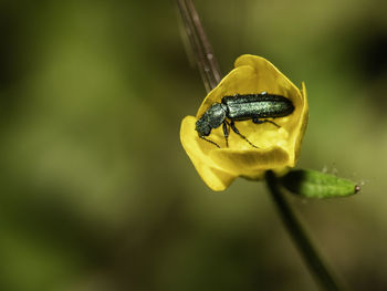 Close-up of insect on yellow flower