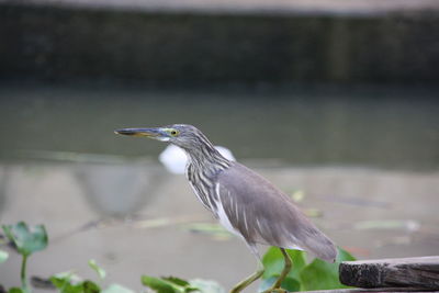 Heron perching on a bird