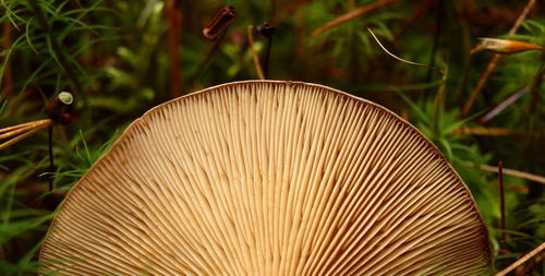 Close-up of mushroom growing on field