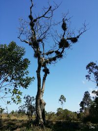 Low angle view of trees against clear blue sky