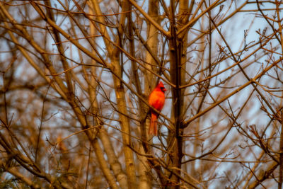 Bird perching on bare tree