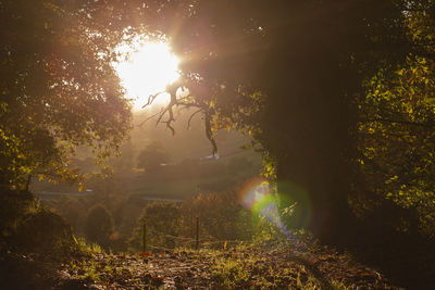 Chestnut tree at sunset, autumn