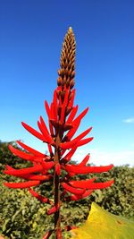Close-up of red flowering plant against blue sky