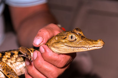 Cropped hand of man holding caiman
