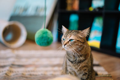 Close-up of a cat looking at ball at home