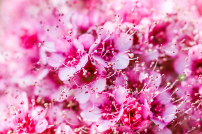 Close-up of pink flowers