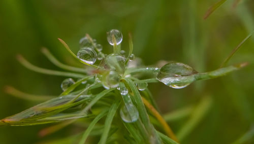 Close-up of wet plant