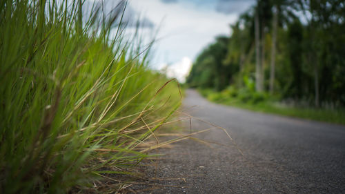 Close-up of road amidst plants on field