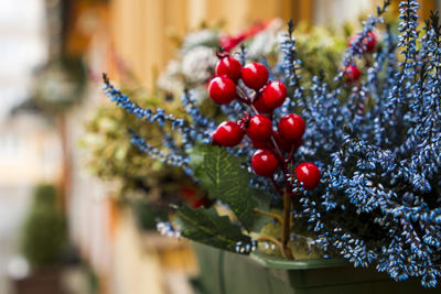 Close-up of cherries on tree