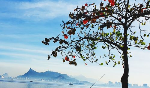 Low angle view of flowering tree against sky