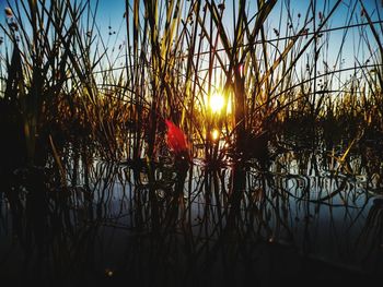 Silhouette plants against lake during sunset