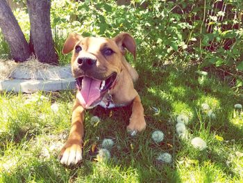 Portrait of dog sitting on grass