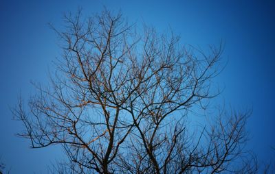 Low angle view of bare tree against clear blue sky