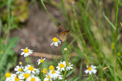 Close-up of butterfly on flower