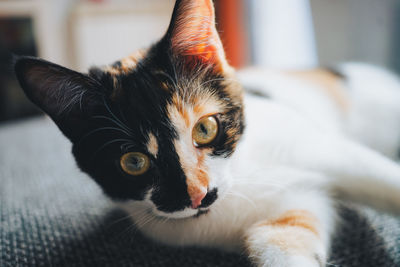 Close-up portrait of cat