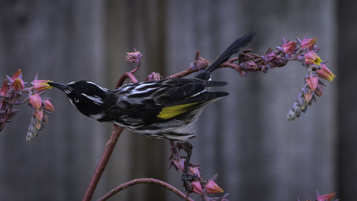 Close-up of bird perching on plant