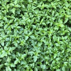 Full frame shot of green plants