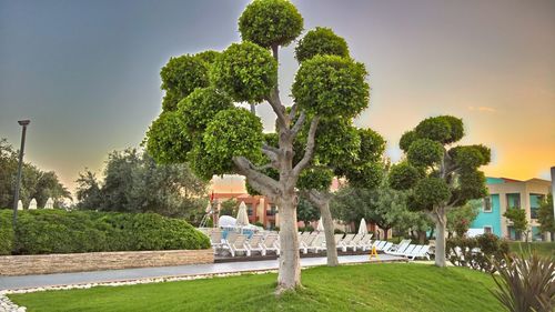 Trees growing in park
