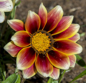 Close-up of pink flower