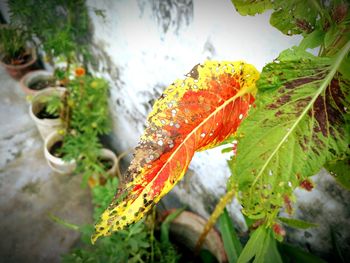 Close-up of autumn leaf in water