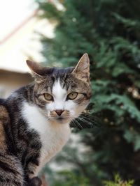 Close-up of cat against trees