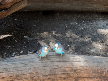 High angle view of bird perching on ground
