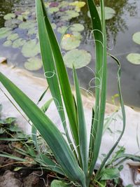 Close-up of fresh green plant