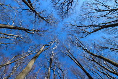Low angle view of bare trees against blue sky