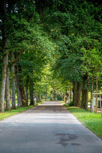 Road amidst trees in forest