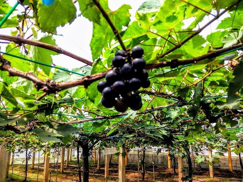 fruit, healthy eating, food and drink, food, plant, growth, leaf, plant part, freshness, vineyard, tree, nature, no people, grape, agriculture, wellbeing, day, bunch, green color, hanging, winemaking, outdoors, ripe, plantation