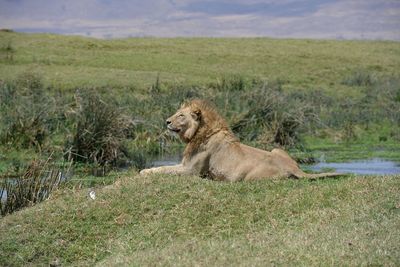 Lion relaxing on field