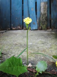 Close-up of yellow flowers blooming