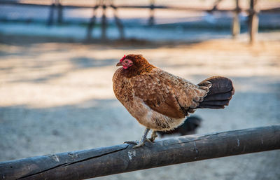 Close-up of chicken bird on railing