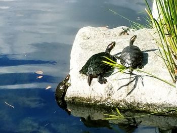 Bird perching on lake