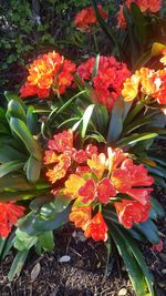 Close-up of red flowers