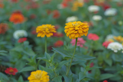 Close-up of yellow flowering plant