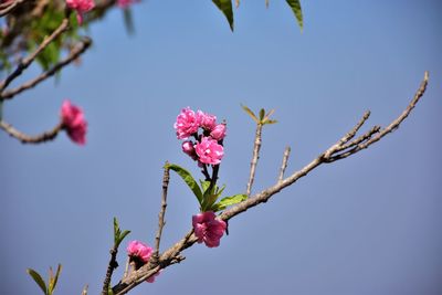 Low angle view of pink flowering plant against clear sky