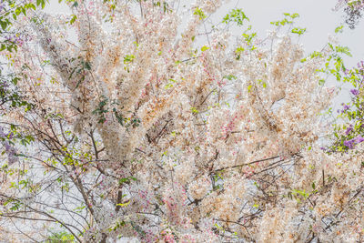 Close-up of cherry blossom tree