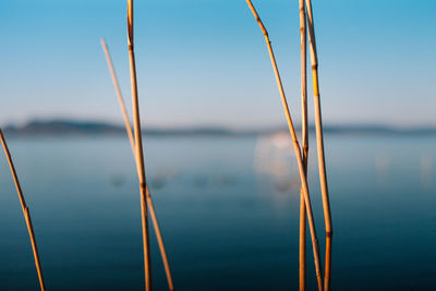 Close-up of plants against clear blue sky