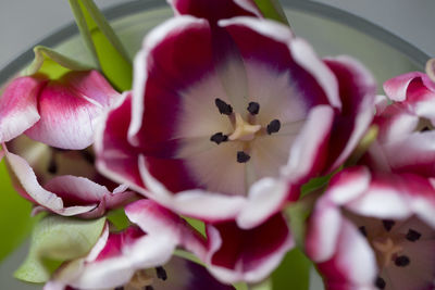 Close-up of pink flowers blooming outdoors