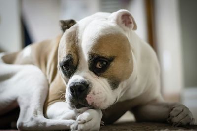 Close-up of dog looking away