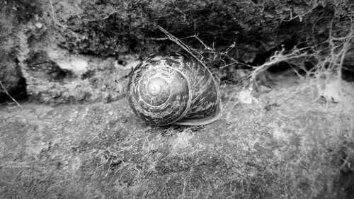 Close-up of snail