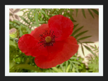 Close-up of insect on red hibiscus