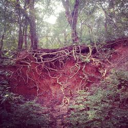 Trees in forest