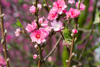 Close-up of pink flowers
