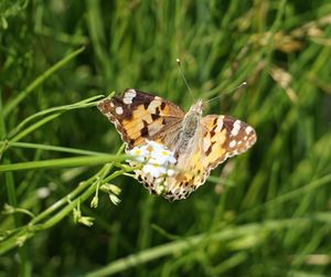 Close-up of butterfly pollinating on flower