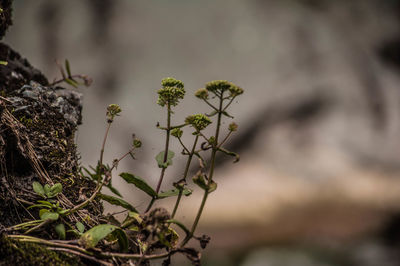 Close-up of small plant