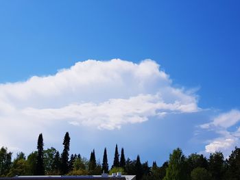 Low angle view of trees against blue sky